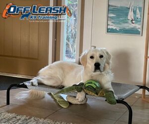 White dog resting indoors during house marking training