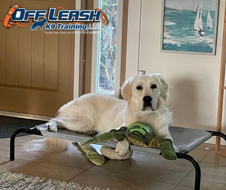 White dog resting indoors during house marking training