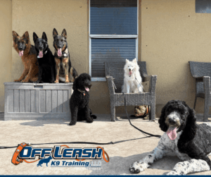 Group of trained dogs outdoors for dog house marking tips