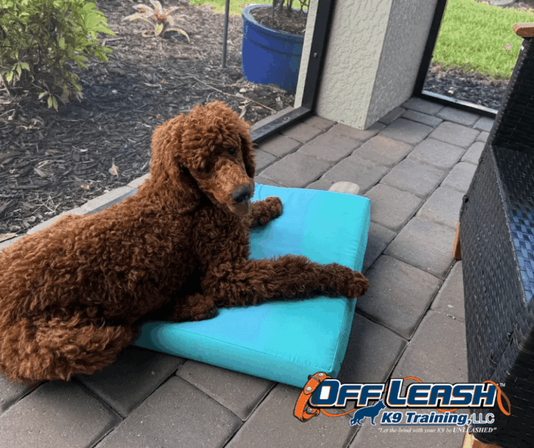 Brown poodle resting outside during dog peeing in house training